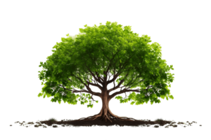 AI generated Tree with Elaborate Root System, Isolated on Transparent Background. AI png