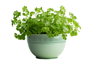 AI generated Maidenhair Fern Plant in a Pot Isolated on Transparent Background. AI png