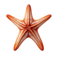 AI generated Vibrant Orange Starfish png