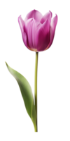 ai gegenereerd mooi Purper tulp geïsoleerd png