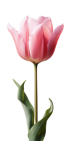 ai gegenereerd mooi roze tulp geïsoleerd png