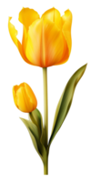 ai generado hermosa amarillo tulipán aislado png