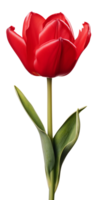 ai généré magnifique rouge tulipe isolé png