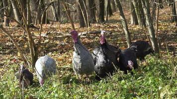 turkeys resting in the park video