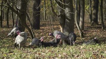 turkeys resting in the park video