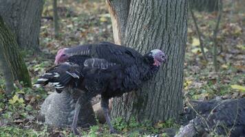 turkeys resting in the park video