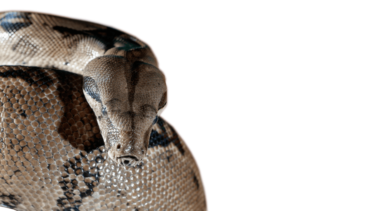 Python PNGs for Free Download