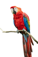 A Scarlet Macaw bird with colorful feathers is perched on a branch png