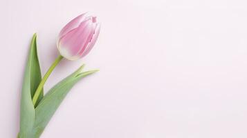 AI generated Pink tulip flowers on white background photo