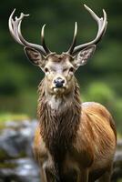 AI generated Close up of red deer stag. AI Generated photo