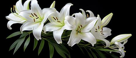 AI generated White lily flowers on black background. AI Generated photo