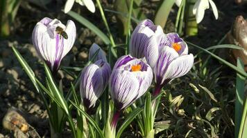 Biene sammelt Pollen auf ein Primel Blume. schön Natur Frühling Video