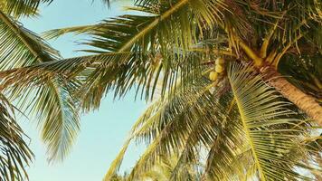 tropical coco paraíso debaixo azul céu video