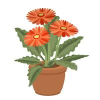 Gerbera in pot. Isometric home plant. 3D vector illustration.