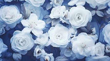 AI generated White roses bloom against blue sky background photo