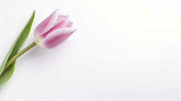 AI generated Pink tulip flowers on white background photo