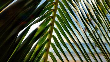 tropisk lugn, solstrålar och palmer video