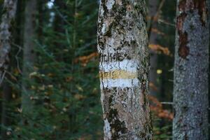 Walking trail background. Yellow and white forest path on brown tree trunk. Guide sign made with paint on hiking trail. Symbol points right way to go photo