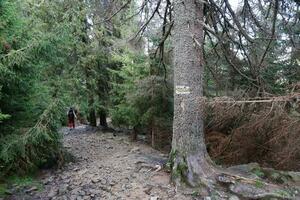 Walking trail background. Yellow and white forest path on brown tree trunk. Guide sign made with paint on hiking trail. Symbol points right way to go photo