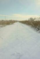 pantano salvaje cubierto de nieve con muchas cañas amarillas, cubierto con una capa de nieve. paisaje invernal en marismas foto