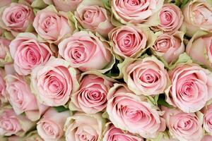 Bouquet of colorful roses as background, closeup. Pink flowers photo