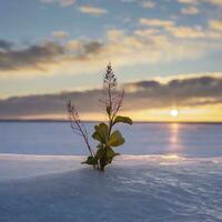 AI generated A plant in the middle on the side of an ice sheet background light sky and clouds at sunset, pink, blue, yellow photo