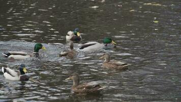 beaucoup canards nager dans le l'automne étang video