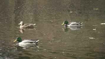 viele Enten schwimmen im das Herbst Teich video