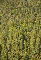 Texture of a mountain forest with many green trees. View from high photo