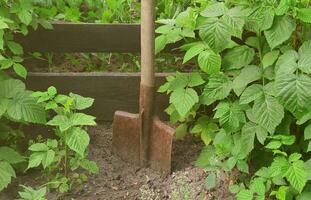 An old rusty shovel near the raspberry bushes, which grow next to the wooden fence of the village garden. Background image associated with seasonal harvests and long-term garden work photo