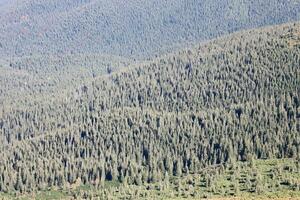 Hilly mountains terrain with fir trees and rough relief. Coniferous forest in the foreground. Tourism, travel photo