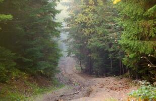 Amazing autumn forest in morning sunlight. Red and yellow leaves on trees in woodland photo