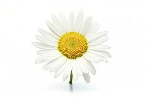 AI generated Common daisy isolated on white background. AI Generated photo