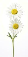 AI generated Common daisy isolated on white background. AI Generated photo