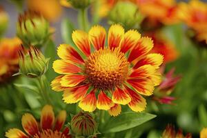 AI generated Gaillardia or Blanket Flower. Bright and Colorful Shades of Warm Tones. AI Generated photo