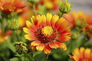 AI generated Gaillardia or Blanket Flower. Bright and Colorful Shades of Warm Tones. AI Generated photo