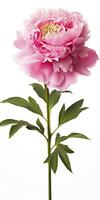 AI generated Peony isolated on white background. AI Generated photo