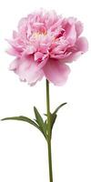 AI generated Peony isolated on white background. AI Generated photo