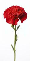 AI generated Red Carnation isolated on white background. AI Generated photo