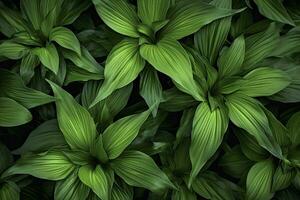 ai generado un planta con un montón de grande verde hojas. ai generado foto