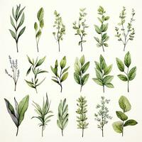 AI generated Collection of watercolor herbs clipart on white background. AI Generated photo