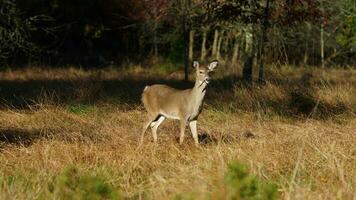The cute deer staring at me alertly in the autumn forest photo