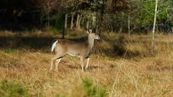 The cute deer staring at me alertly in the autumn forest photo