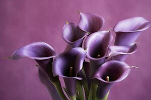 AI generated Bouquet of purple calla lilies against purple background.AI Generated photo