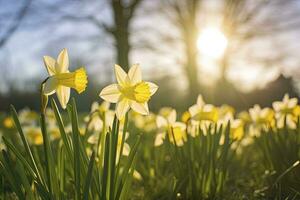 AI generated Daffodils in spring backlit by sun. AI Generated photo