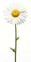 AI generated Common daisy isolated on white background. AI Generated photo