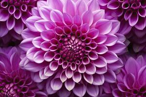 AI generated Dahlia flower background.  AI Generated. photo