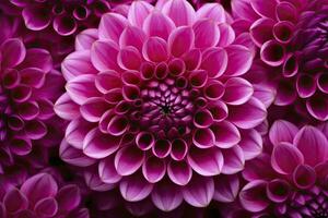 AI generated Dahlia flower background.  AI Generated. photo