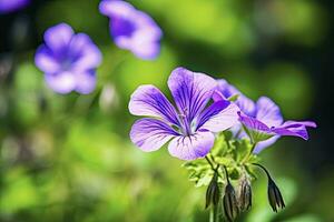 AI generated Geranium wilfordii flower. AI Generated photo