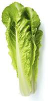 AI generated Lettuce isolated on white background. AI Generated photo